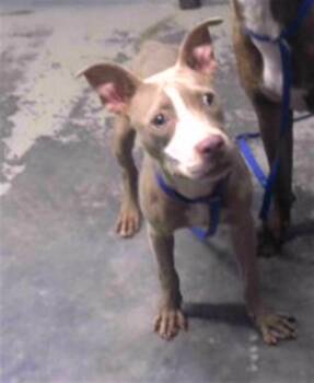 TROOPER -  American Staffordshire Terrier Dog for Adoption in Tallahassee, Florida - TROOPER | PetCurious