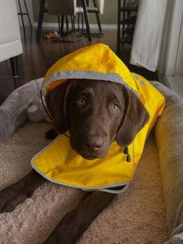 Chocolate Labrador Retriever Dogs Available for Adoption in Pointe-claire, Quebec - Kobe | PetCurious