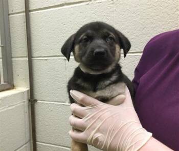 Labrador Retriever and Mixed Breed Dogs Available for Adoption - THEOLA | PetCurious