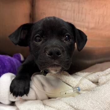 Black Labrador Retriever and Mixed Breed Dogs Available for Adoption - Teddy Tulip | PetCurious