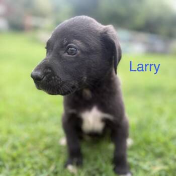 Larry -  Great Pyrenees and Labrador Retriever Dog for Adoption - Larry | PetCurious
