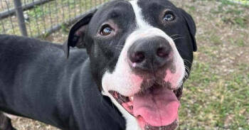 Rescue Mixed Breed Dogs for Adoption in Scott, Louisiana - Manuel | PetCurious