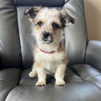 Pixie -  Terrier and Cattle Dog Dog Available for Adoption in Cashmere, Washington - Pixie | PetCurious