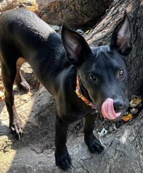 Terrier Dogs Available for Adoption in Harrington, Delaware - Gizmo | PetCurious