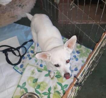 Lizzy - sweet, sweet senior -  Chihuahua Dog for Adoption in Rootstown, Ohio - Lizzy - Sweet, Sweet Senior | PetCurious