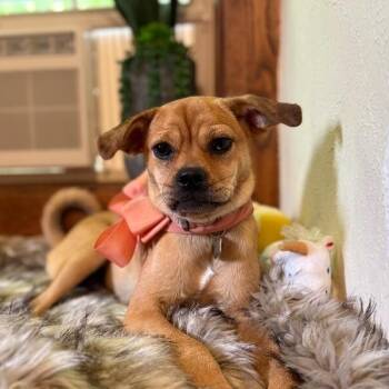 Cherry Wiggles Curly Cutie -  Pug and Chihuahua Dog for Adoption in Friendswood, Texas - Cherry Wiggles Curly Cutie | PetCurious