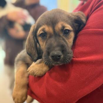 Mixed Breed Dogs Available for Adoption - Kimi | PetCurious