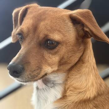 Mr. Love Bug Draco -  Dachshund and Chihuahua Dog for Adoption in Ridgefield, Washington - Mr. Love Bug Draco | PetCurious