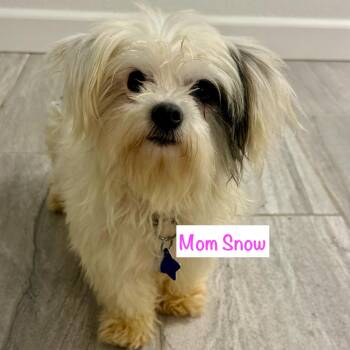 Mixed Breed Dogs Available for Adoption - Summit | PetCurious