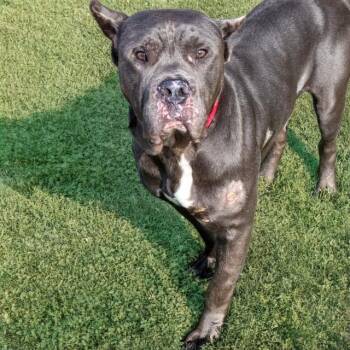 SCOOBY -  Cane Corso and Mixed Breed Dog for Adoption in St. Louis, Missouri - SCOOBY | PetCurious