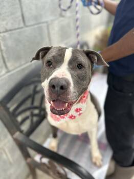 Rescue Pit Bull Terrier Dogs for Adoption in Newark, New Jersey - Gina | PetCurious