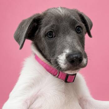Firebird -  Shepherd and Mixed Breed Dog for Adoption in Binghamton, New York - Firebird | PetCurious