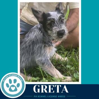 Greta (Gee Pups) 082226 -  Shih Tzu and Australian Cattle Dog Blue Heeler Dog for Adoption in Kimberton, Pennsylvania - Greta (Gee Pups) 082226 | PetCurious