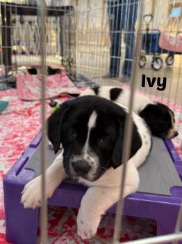 Rescue Border Collie and Labrador Retriever Dogs for Adoption in Seymour, Indiana - Ivy | PetCurious