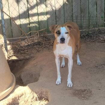 Jolene -  Pit Bull Terrier and Mixed Breed Dog for Adoption in Dover, Arkansas - Jolene | PetCurious