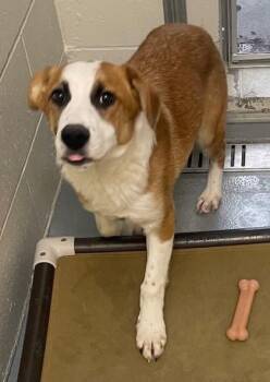 Mixed Breed Dogs Available for Adoption - Matcha | PetCurious