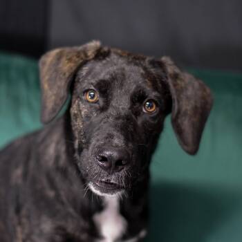 Lulabelle -  Mixed Breed Dog for Adoption in Defuniak Springs, Florida - Lulabelle | PetCurious