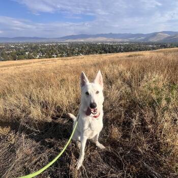 Rescue German Shepherd Dog and White German Shepherd Dogs for Adoption in Missoula, Montana - Sunny | PetCurious