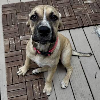 Delilah -  Mastiff and Mixed Breed Dog for Adoption in Opelika, Alabama - Delilah | PetCurious