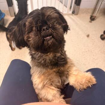 Pecan -  Shih Tzu Dog for Adoption in Indianapolis, Indiana - Pecan | PetCurious