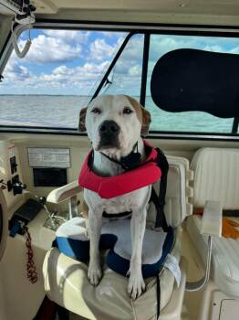 American Staffordshire Terrier Dogs Available for Adoption in Fredericksburg, Virginia - Bella  | PetCurious