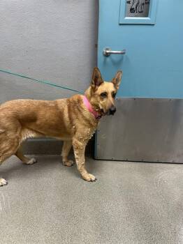 BELLE -  German Shepherd Dog Dog for Adoption in Las Vegas, Nevada - BELLE | PetCurious