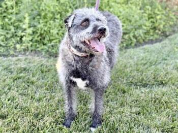 WINNIE -  Poodle and Terrier Dog for Adoption in Ames, Iowa - WINNIE | PetCurious