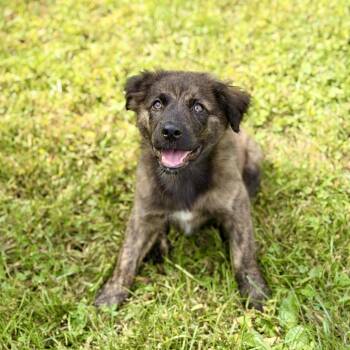 Urano -  Australian Shepherd and Plott Hound Dog for Adoption in Sparta, New Jersey - Urano | PetCurious