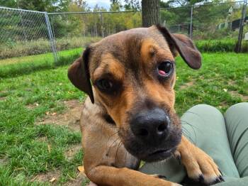 Rescue Pug Dogs for Adoption in Ashland, Wisconsin - Pug 4 Tigger - Brownie Boy | PetCurious
