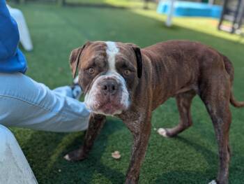 Pit Bull Terrier Dogs Available for Adoption - Duke **Courtesy Post. Out Of Town Pet. See Below For Details** | PetCurious