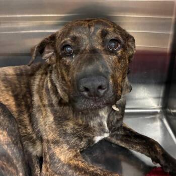 Franny -  Pit Bull Terrier Dog for Adoption in Abilene, Texas - Franny | PetCurious