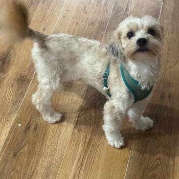 Maltese and Mixed Breed Dogs Available for Adoption in Park Row, Texas - Archibald | PetCurious