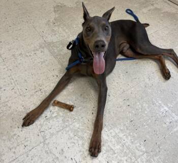 *Kenny* -  Doberman Pinscher Dog for Adoption in Salt Lake City, Utah - *Kenny* | PetCurious