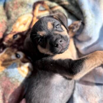 Katrina -  Shepherd and Mixed Breed Dog for Adoption in Allentown, Pennsylvania - Katrina | PetCurious