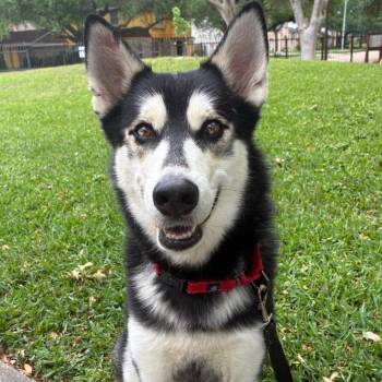 Husky Dogs Available for Adoption in Houston, Texas - Maximus | PetCurious