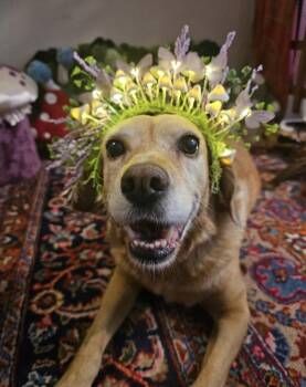 Amelia -  Labrador Retriever Dog for Adoption in Beaverton, Oregon - Amelia | PetCurious