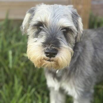 Beauregard -  Schnauzer Dog for Adoption in Houston, Texas - Beauregard | PetCurious