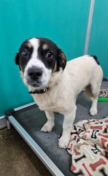Thunder -  Mixed Breed Dog for Adoption in Wabash, Indiana - Thunder | PetCurious