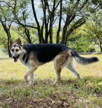 Rescue German Shepherd Dog Dogs for Adoption in Jefferson City, Missouri - Thor | PetCurious