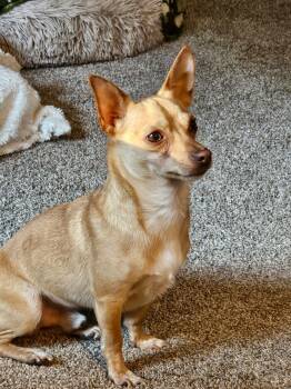 Max -  Chihuahua Dog Available for Adoption in De Pere, Wisconsin - Max | PetCurious