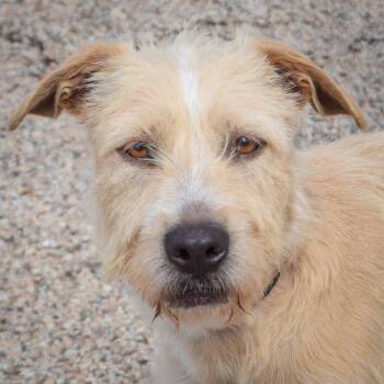 Schnauzer and Yellow Labrador Retriever Dogs Available for Adoption in Huntley, Illinois - Coco | PetCurious