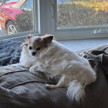 Chihuahua Dogs Available for Adoption - Jade | PetCurious