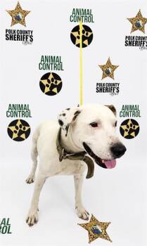 Dalmatian and Bull Terrier Dogs Available for Adoption in Winter Haven, Florida - MOO | PetCurious