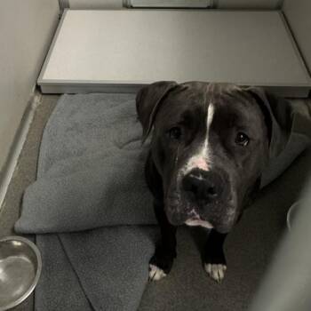 Raider -  Pit Bull Terrier Dog for Adoption in Des Moines, Iowa - Raider | PetCurious