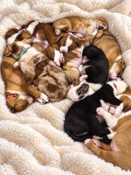 Pumpkin Patch Pups : Biscuit -  Australian Shepherd Dog for Adoption in Aurora, Indiana - Pumpkin Patch Pups : Biscuit | PetCurious
