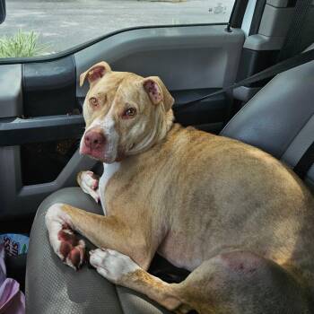 Enzo -  Mixed Breed Dog for Adoption in Lake Panasoffkee, Florida - Enzo | PetCurious
