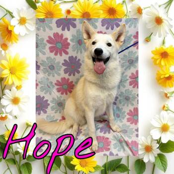 Great Pyrenees and Husky Dogs Available for Adoption in Royse City, Texas - Hope | PetCurious