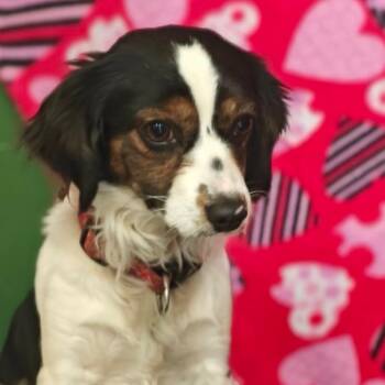 Cocker Spaniel Dogs Available for Adoption - Juliet | PetCurious