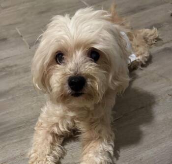 Zepbound (Zeppy) -  Maltese Dog for Adoption in College Station, Texas - Zepbound (Zeppy) | PetCurious