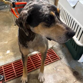 Sissy -  Catahoula Leopard Dog Dog for Adoption in Eureka Springs, Arkansas - Sissy | PetCurious